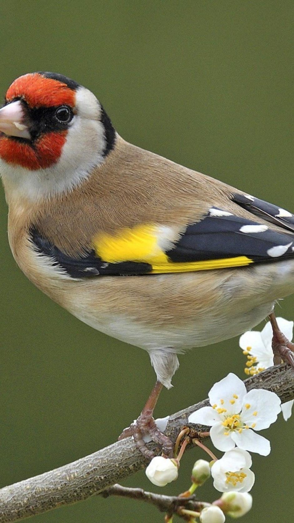 Щегол птичка