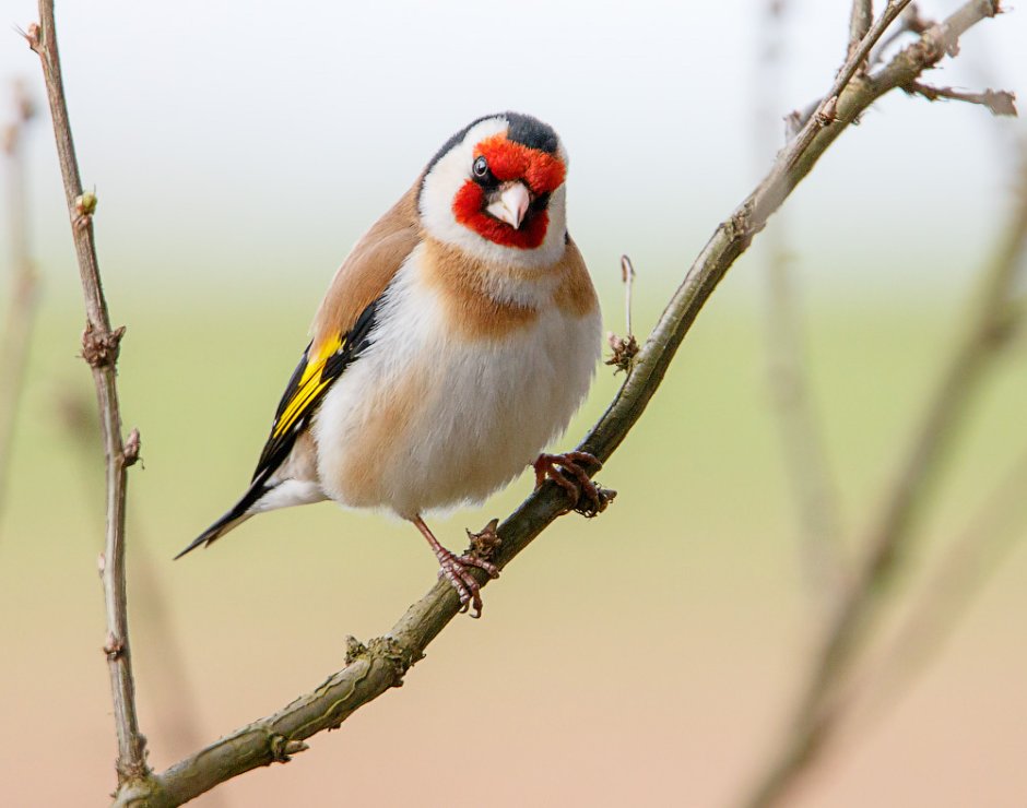 Щегол (Carduelis Carduelis)