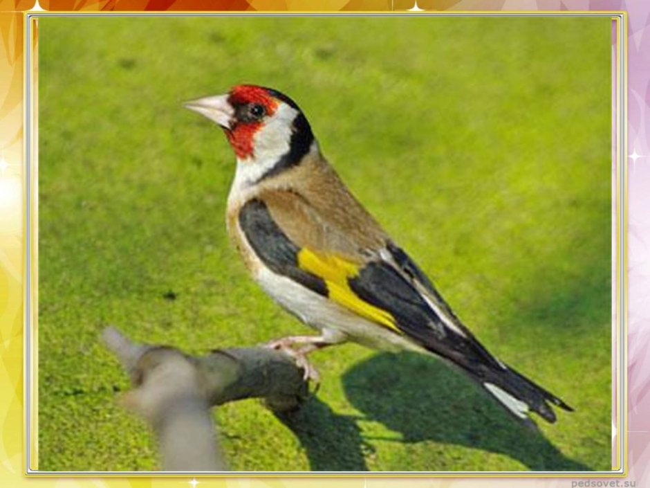 Птица с красной головой и желтыми крыльями