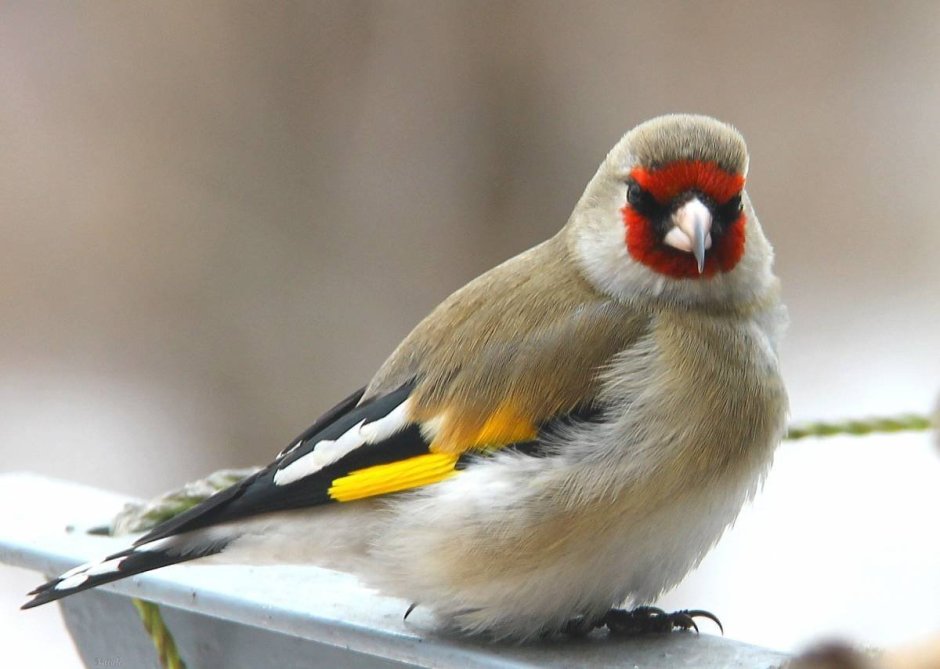 Щегол (Carduelis Carduelis)