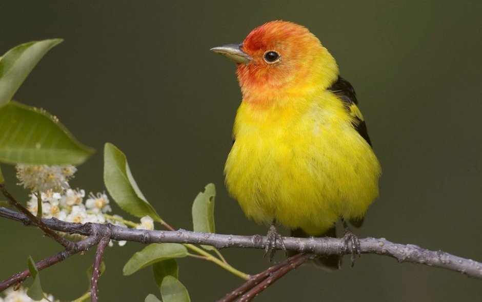 Танагра Красноголовая