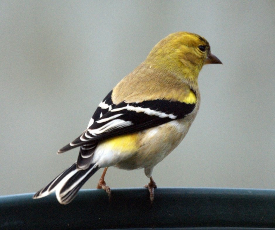 Зяблик желтый