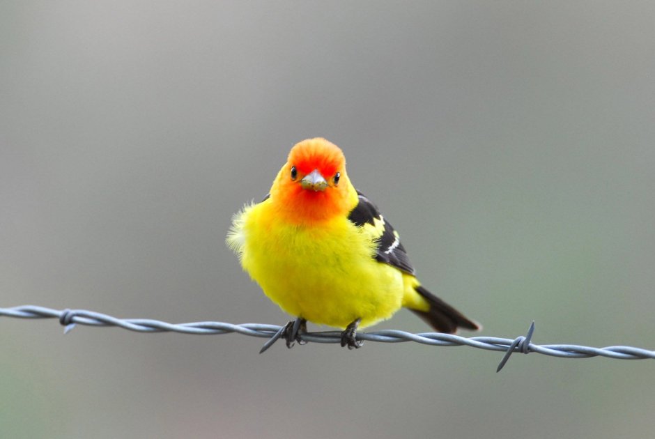 Красно желтая птица