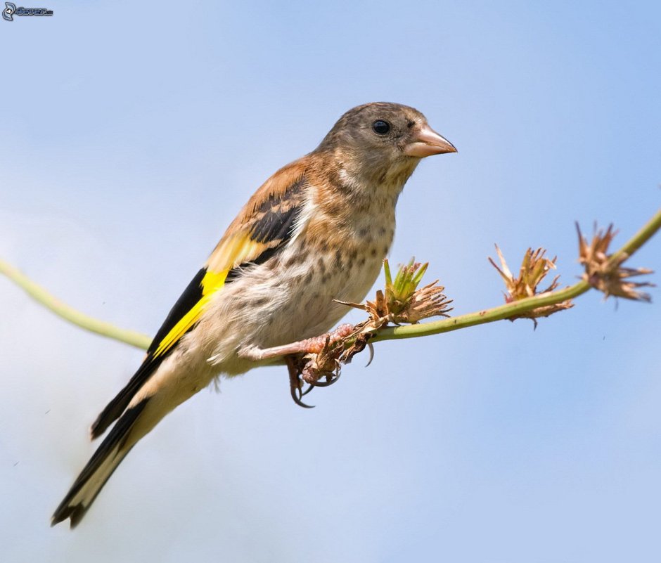 Птица с желтыми крыльями