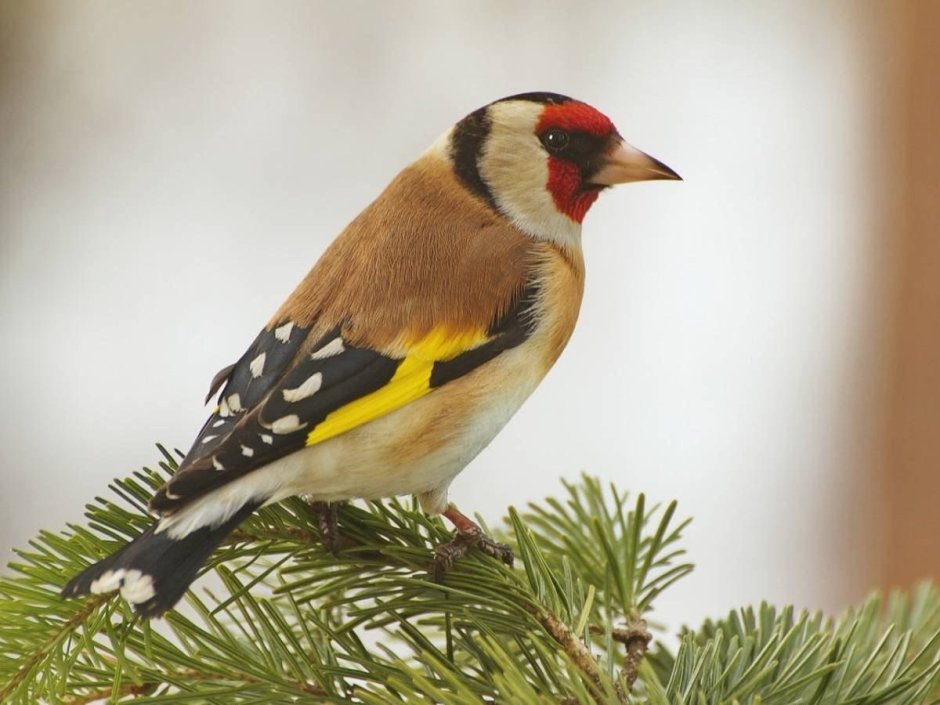 Щегол птица щегол