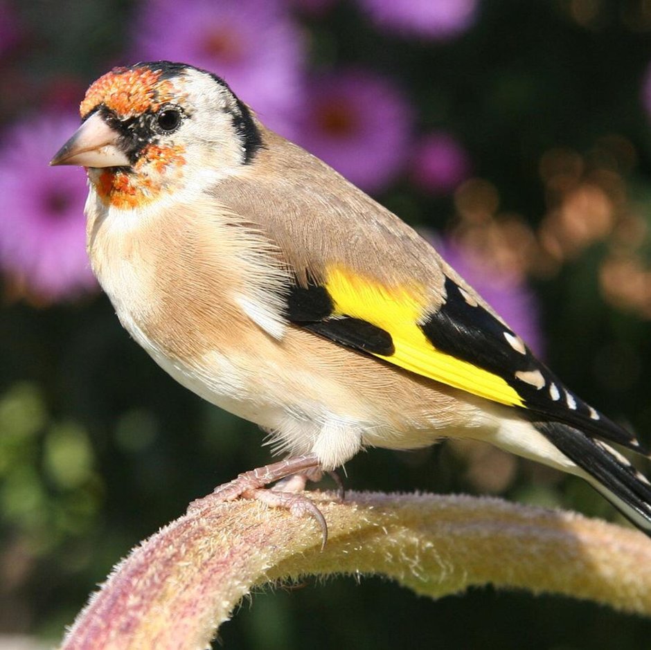 Щегол (Carduelis Carduelis)