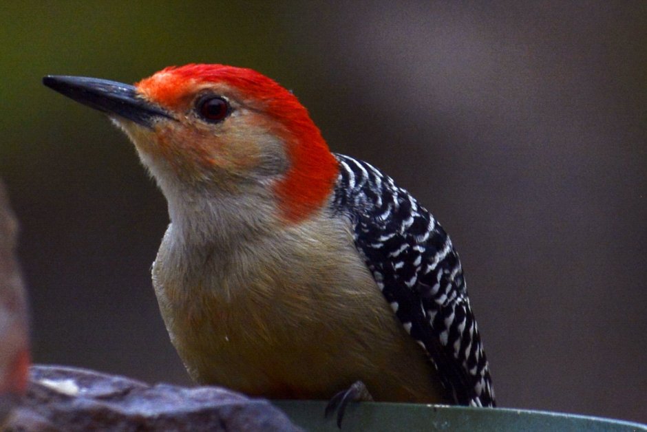 Красноголовый Кардинал