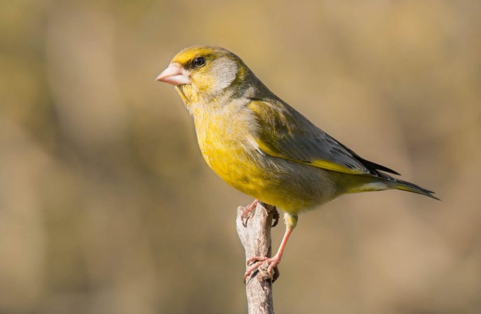 Обыкновенная зеленушка