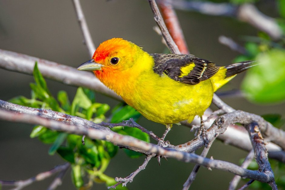 Желтая танагра