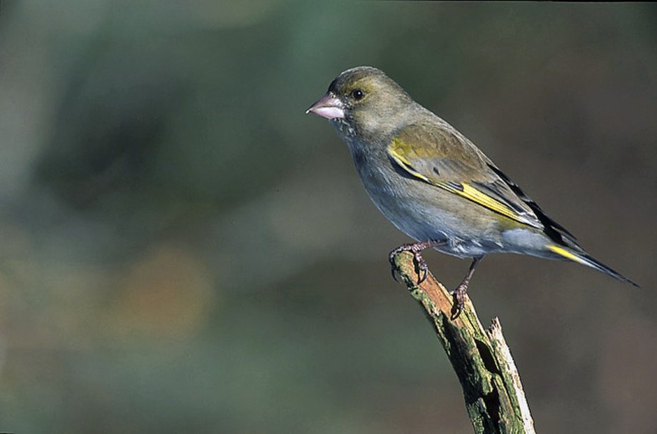 Птенцы зеленушки канарейки