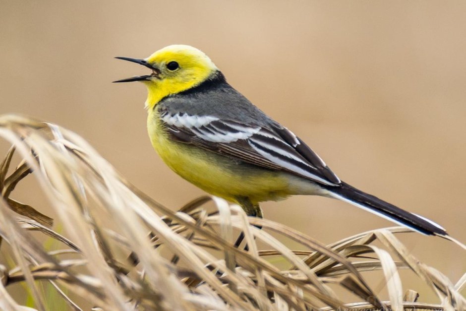 Желтоголовая трясогузка птица