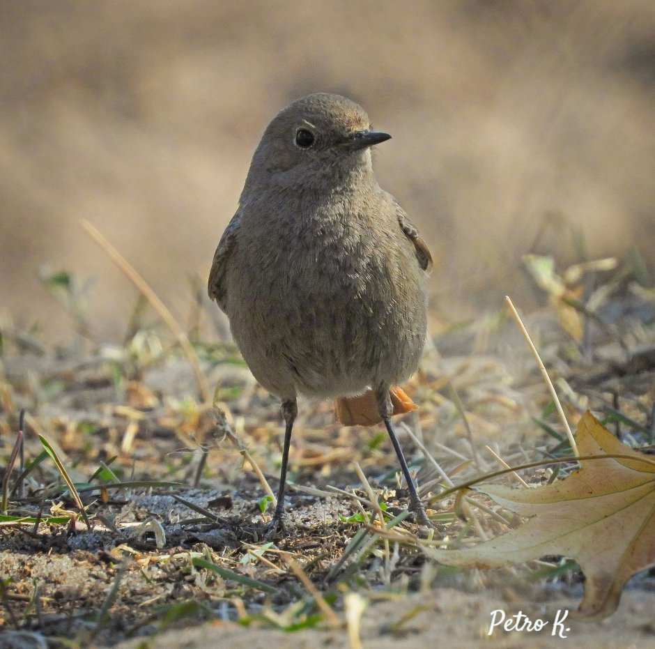 Горихвостка Чернушка самка