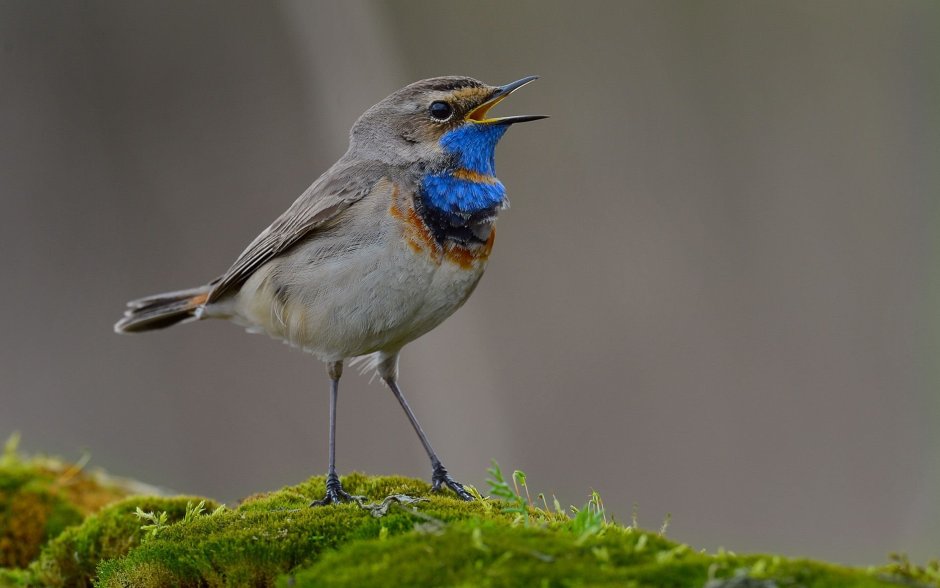 Птички в Кировской области