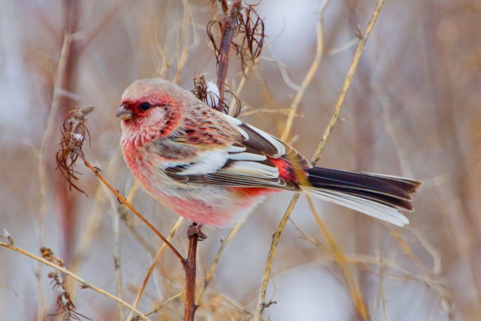 Урагус щегол