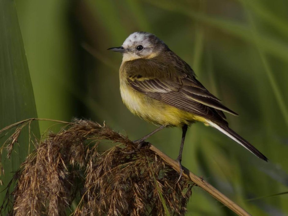 Желтогрудая трясогузка