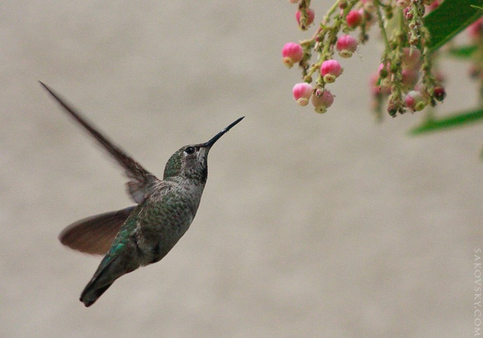 Колибри Евпатория