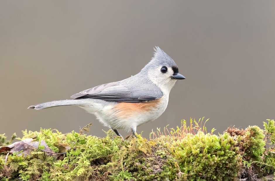 Северная синица
