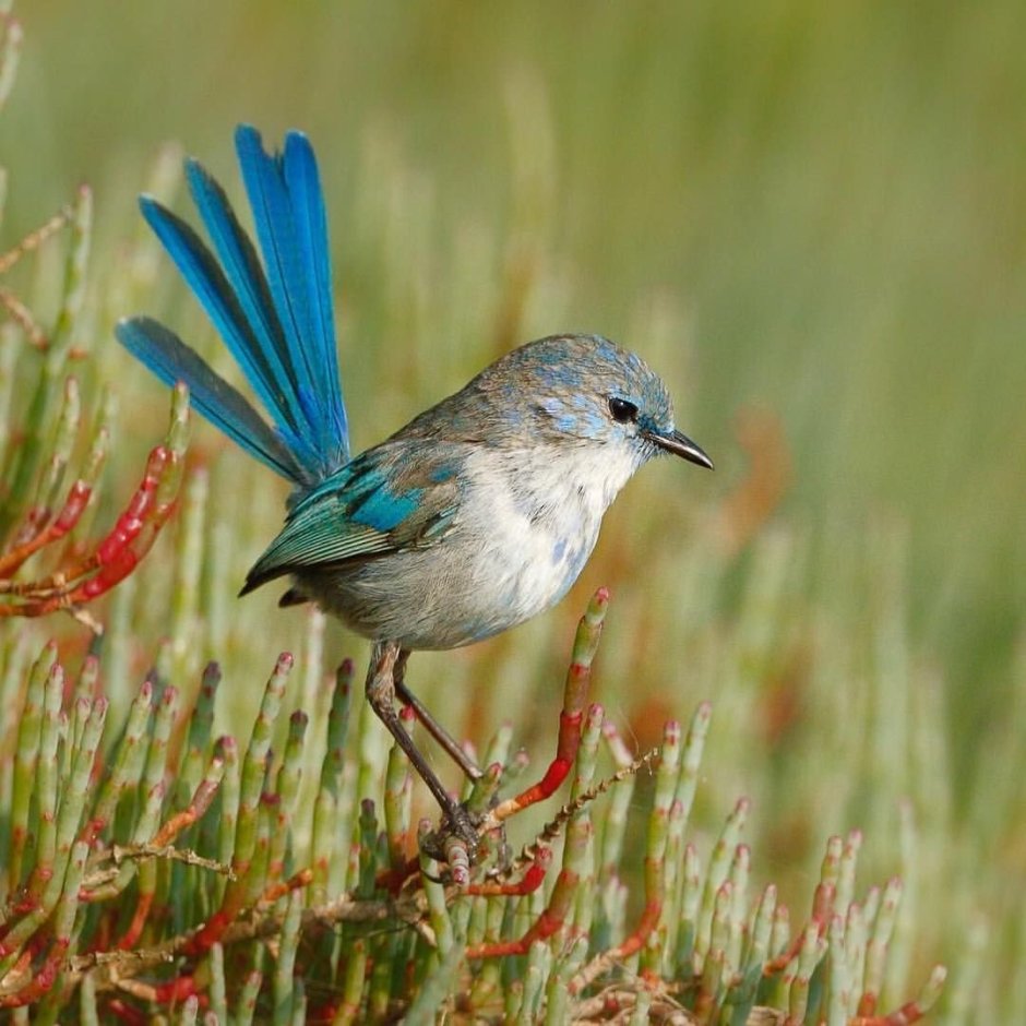Птица Splendid Wren