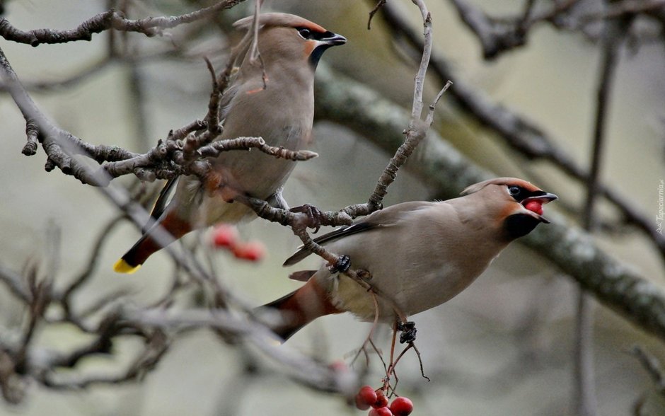 Птенец свиристели