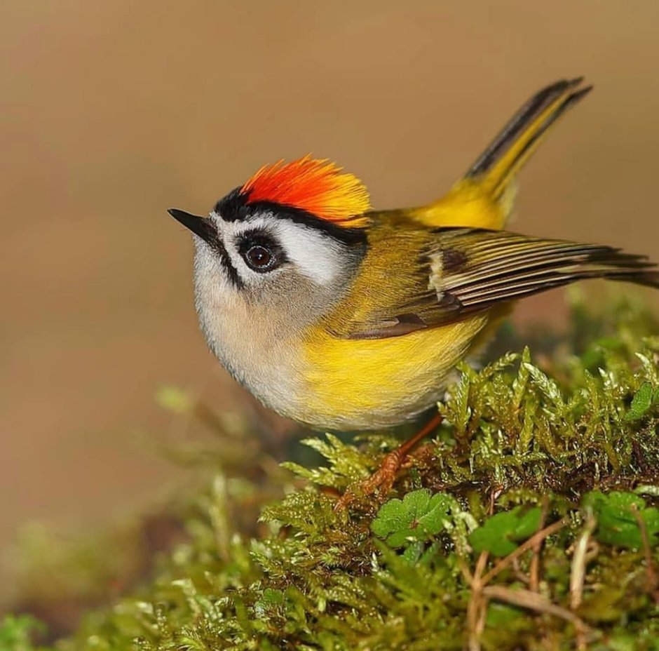 Птичка красноголовый королёк