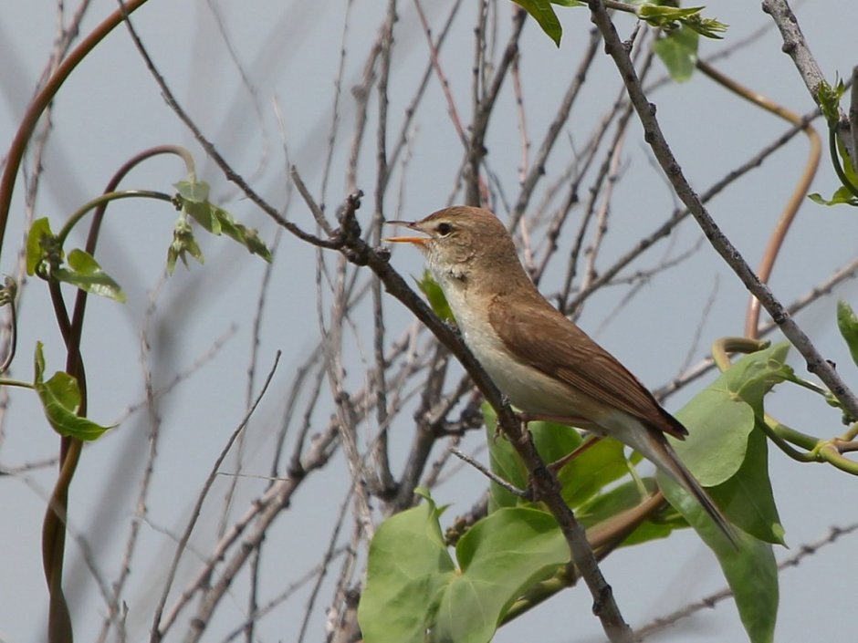 Мелкие птицы Южного Урала