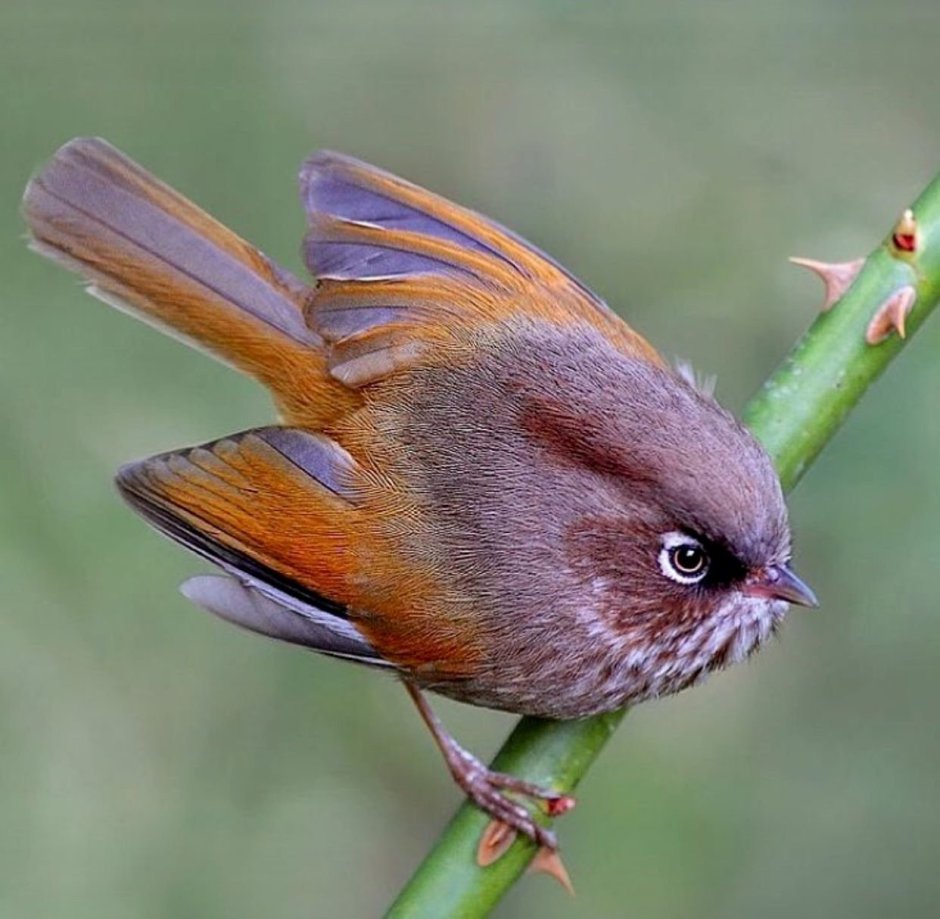 Малайская альциппа