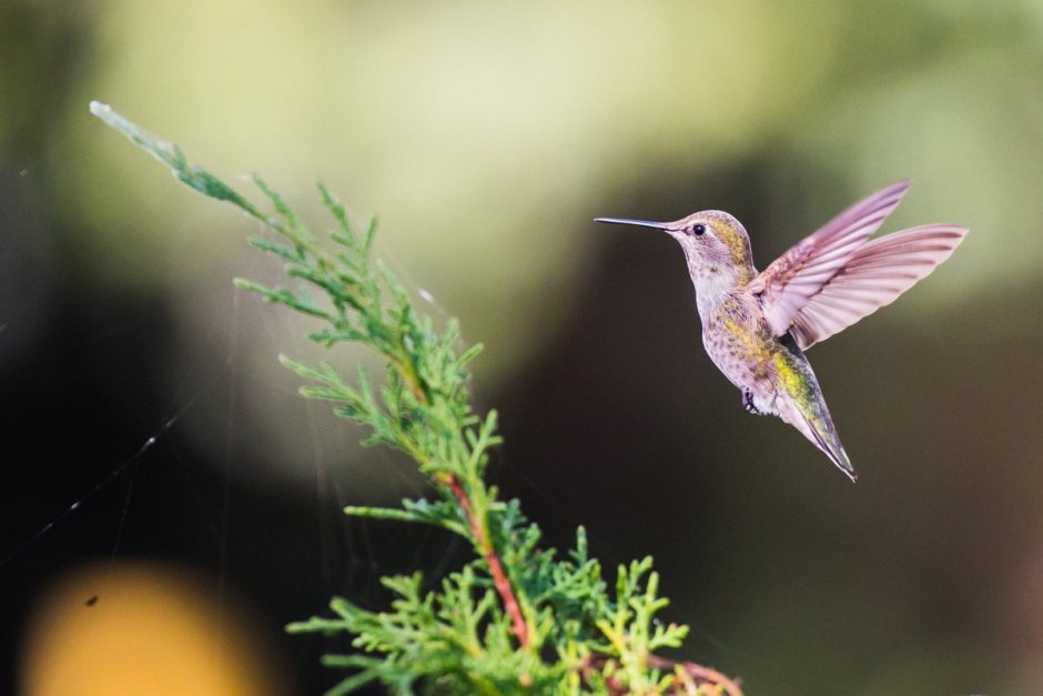 Крымская Колибри