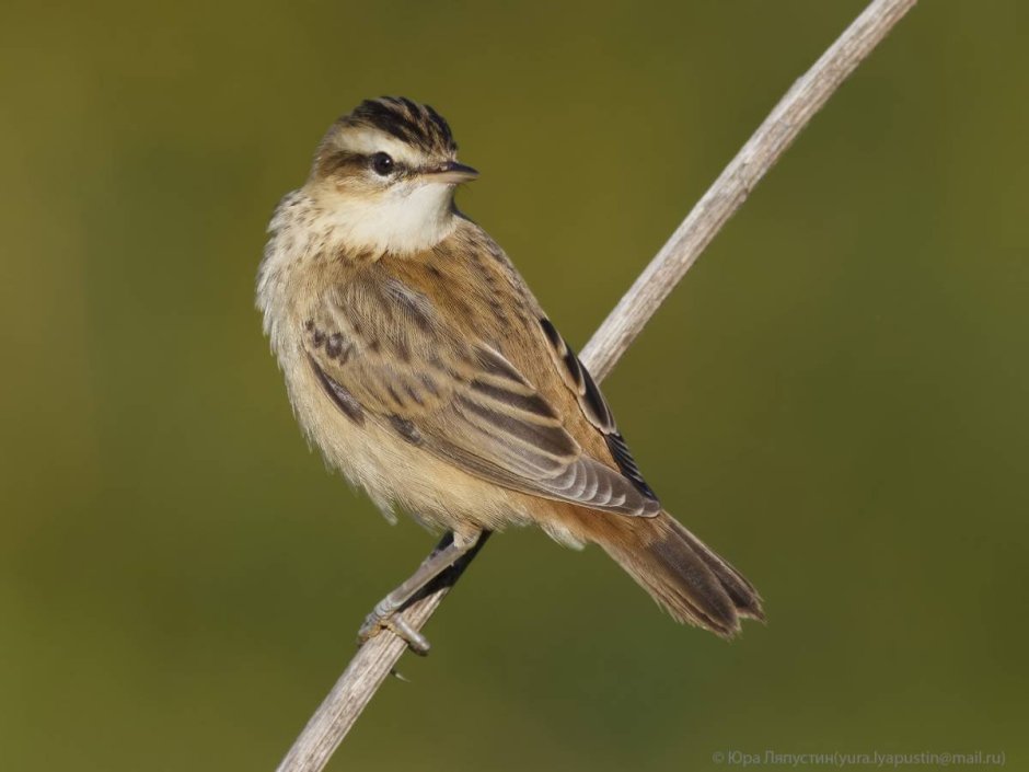 Маленькие птицы Южного Урала