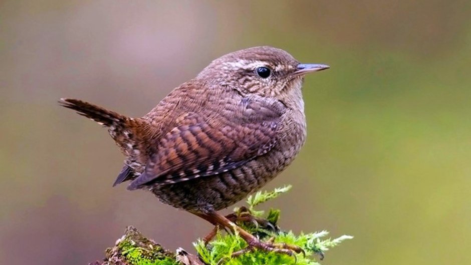 Длинноклювый крапивник