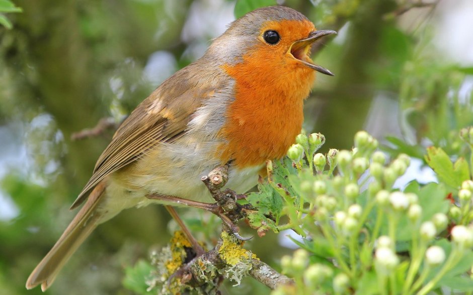 Соловей и Зарянка