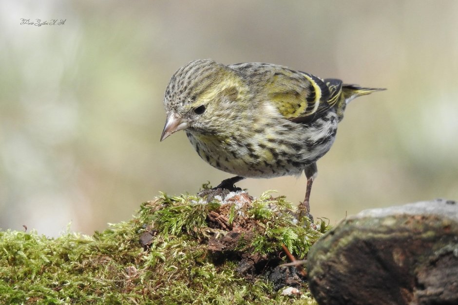 Певчие птицы Ленинградской