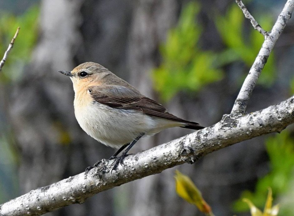 Каменка обыкновенная серая