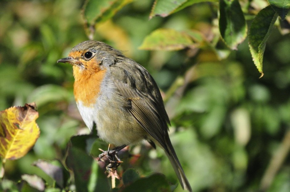 Маленькие птички Подмосковья