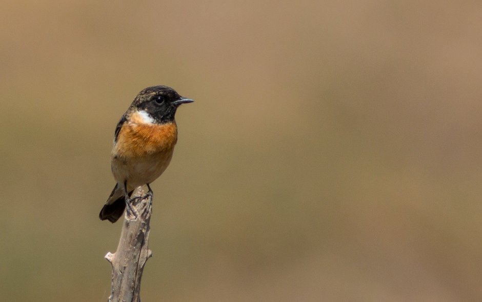Маленькая птичка с черной головой