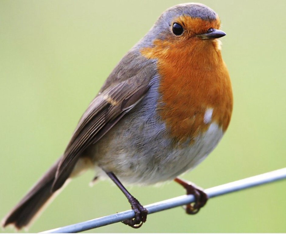 Отряд воробьиных желтогрудка