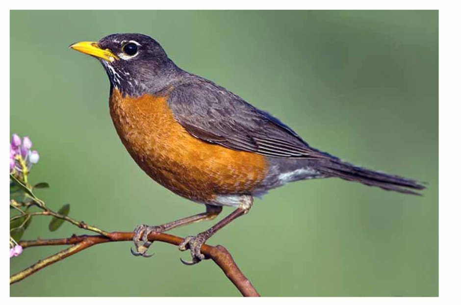 Американский Робин