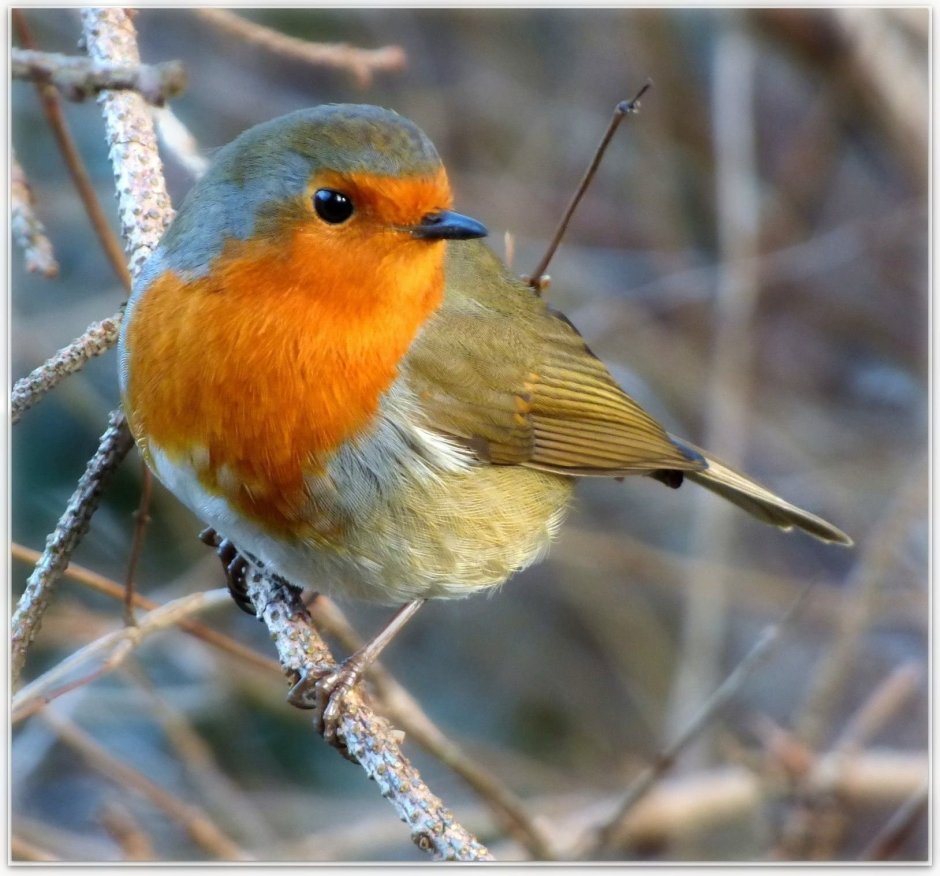 Птица с оранжевой грудкой