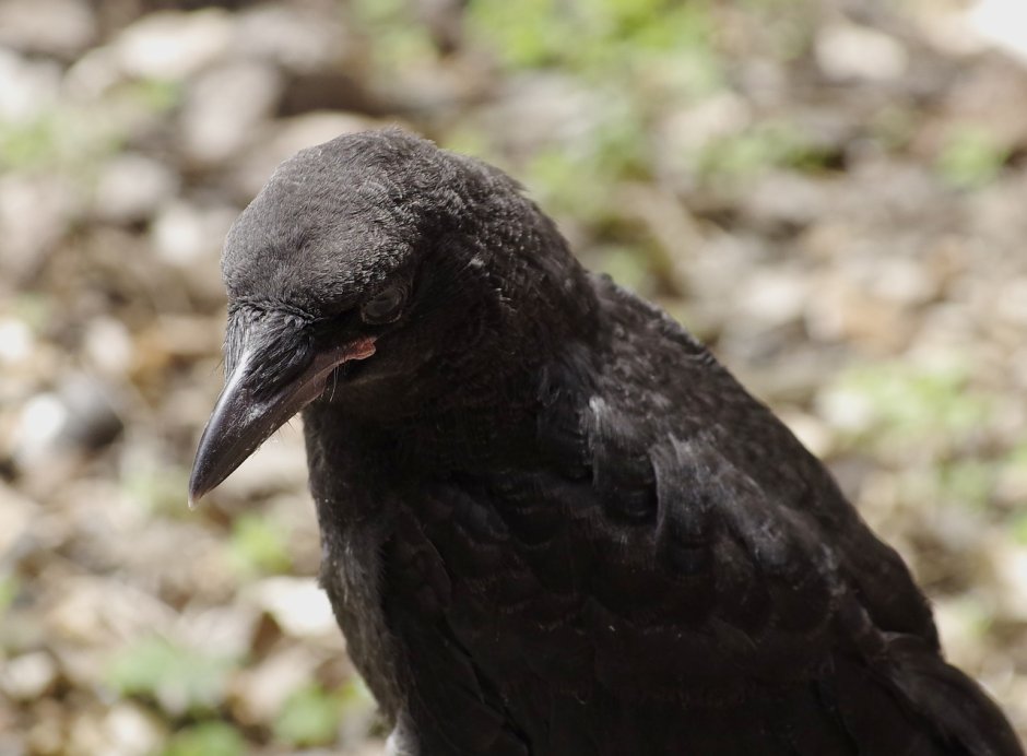 Черная птица с черным клювом