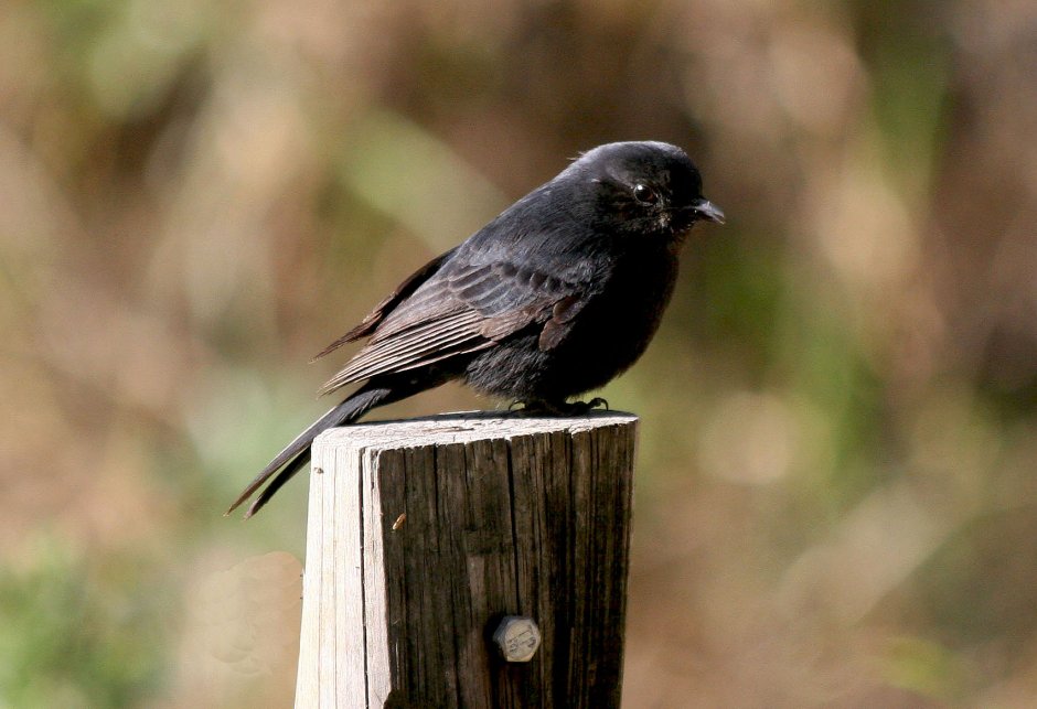 Маленькая черная птичка