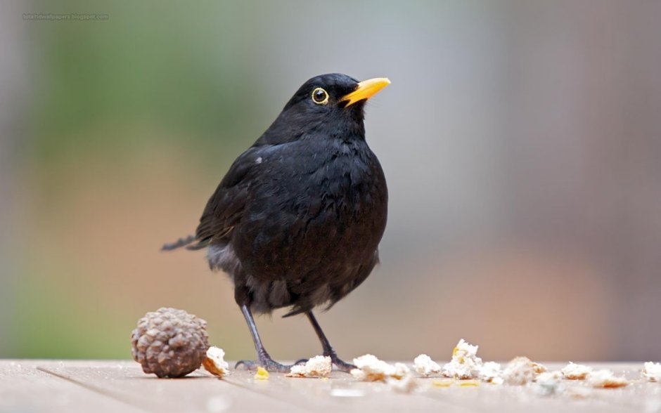 Черная птичка с желтым клювом в Ленинградской области