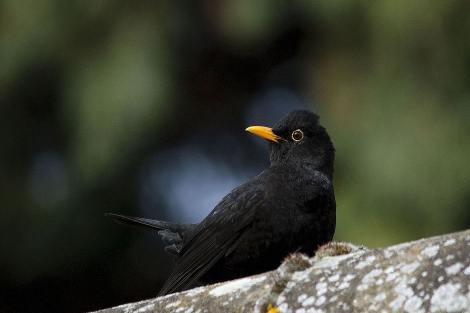 Большая черная птица с желтым клювом