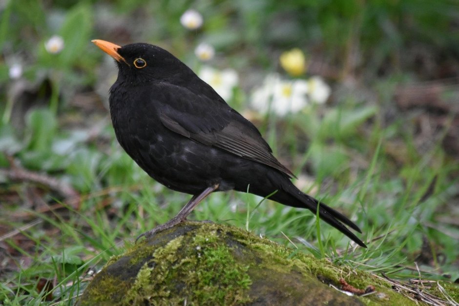 Черный пёстрый Дрозд