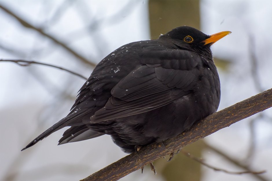 Черный Дрозд птица