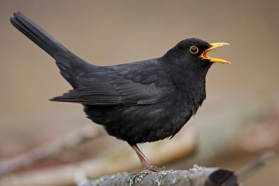 Дрозд чёрный в крапинку