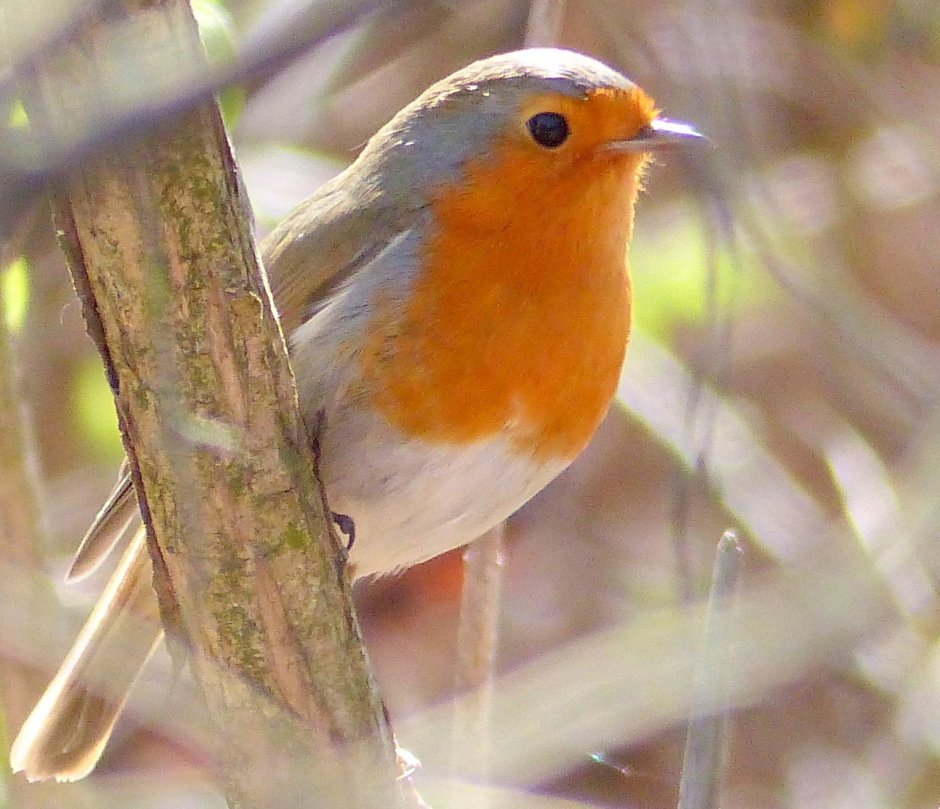Птичка подмосковья с оранжевой грудкой