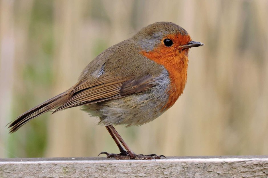 Зарянка серая