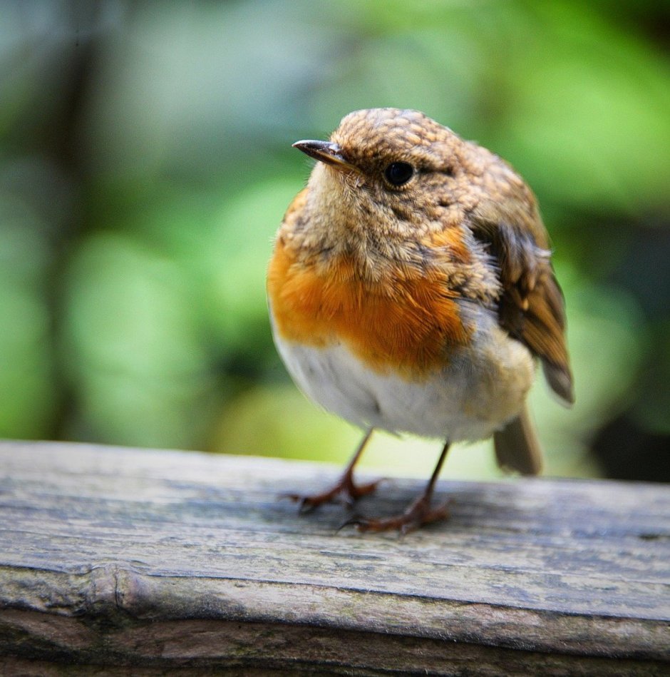 Птица с оранжевой грудкой