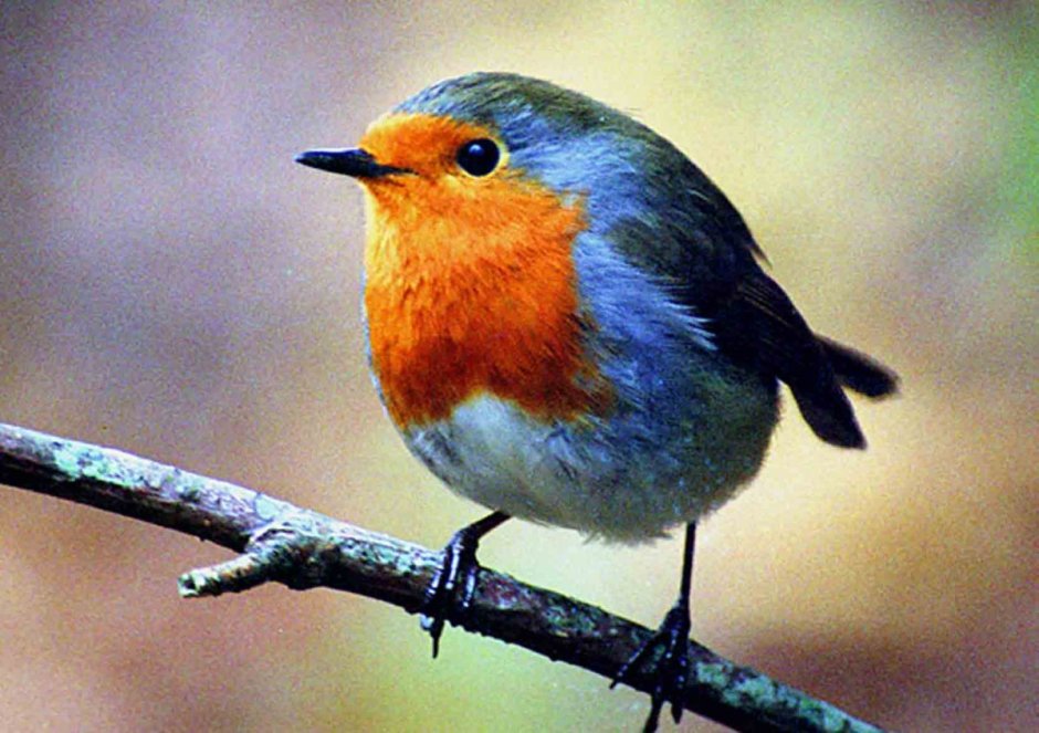 Красногрудая Зарянка