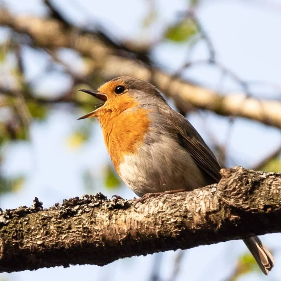 Деревня Зарянка Московская область