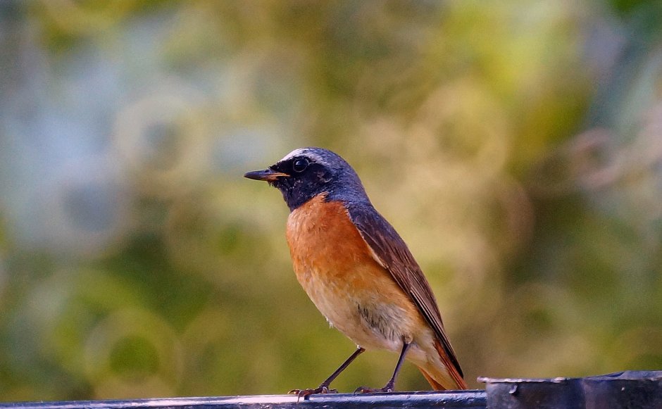 Птицы зеленушка горихвостка
